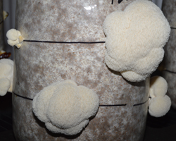 PAT CROSSLEY/Sun-Gazette Correspondent This is a closeup photo of lion's mane mushrooms growing on sterile sawdust at Greenwood Farms. Dustan McKee grows and sells the gourmet mushrooms to local restaurants and at the Williamsport Growers' Market year round.